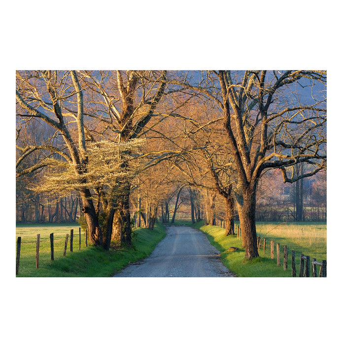 sunset path from Classy Art LLC